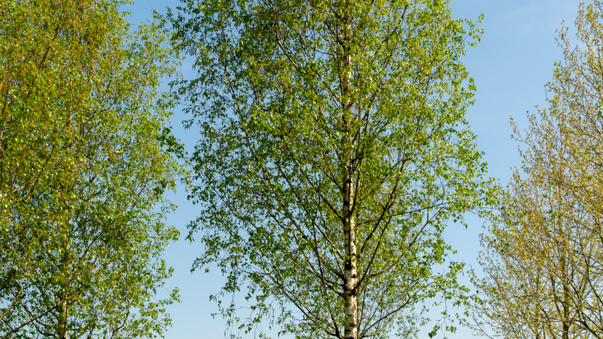 Betula pendula 'Zwitsers Glorie' hochstämmig