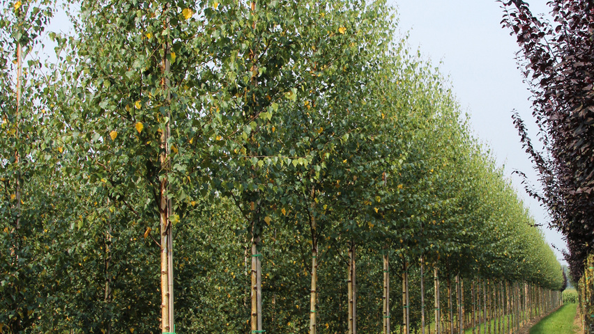 Betula pendula 'Zwitsers Glorie' hochstämmig