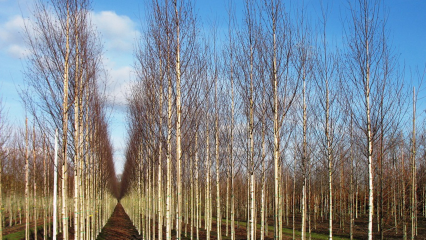 Betula pendula 'Zwitsers Glorie' hochstämmig