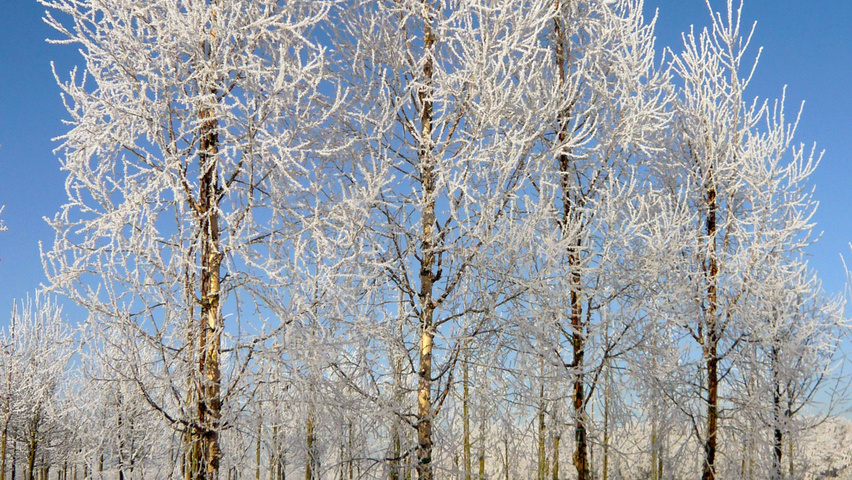 Betula pendula 'Zwitsers Glorie' hochstämmig