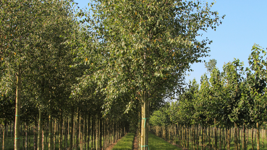 Betula pendula 'Zwitsers Glorie' hochstämmig