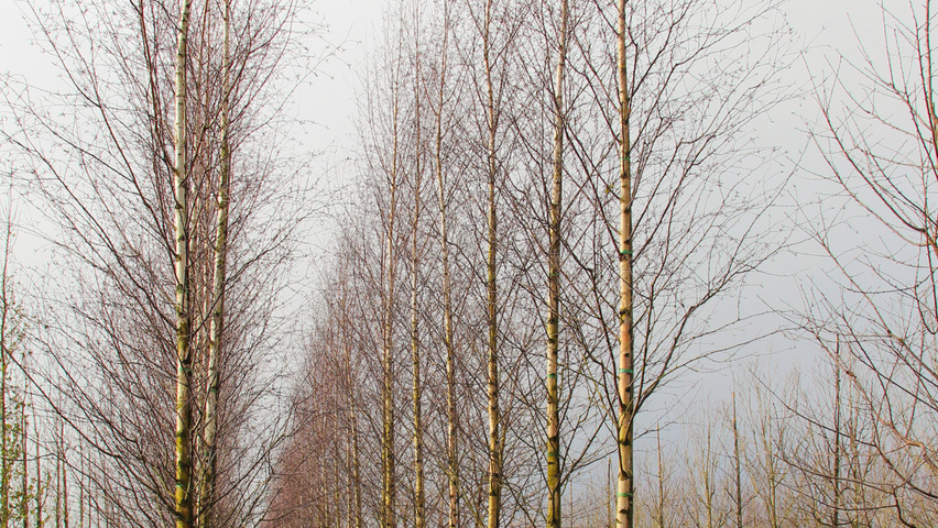 Betula pendula 'Zwitsers Glorie' hochstämmig