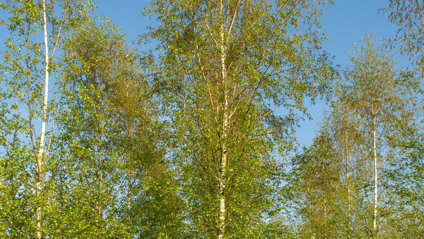 Betula pendula 'Zwitsers Glorie' hochstämmig