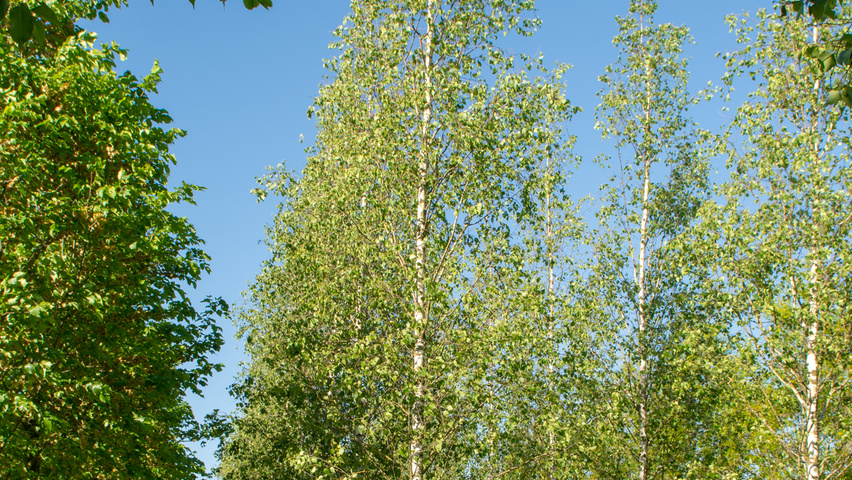 Betula pendula 'Zwitsers Glorie' hochstämmig