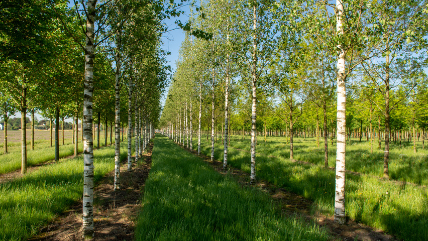 Betula pendula 'Zwitsers Glorie' hochstämmig