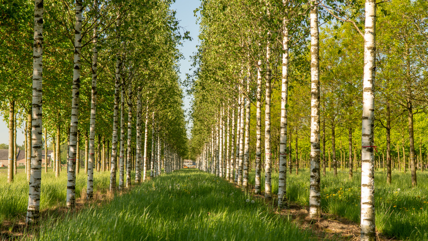 Betula pendula 'Zwitsers Glorie' hochstämmig