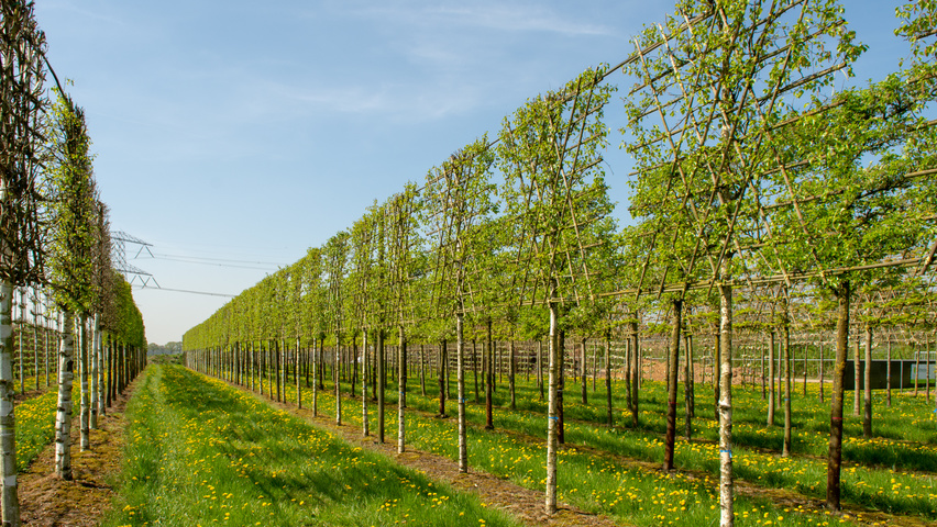 Betula pendula 'Zwitsers Glorie' Spalierschirm