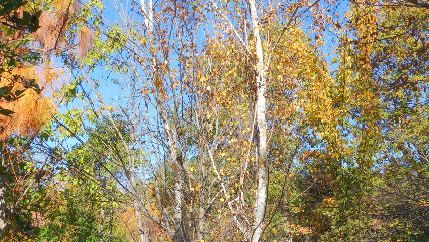 Betula platyphylla Многоствольные деревья