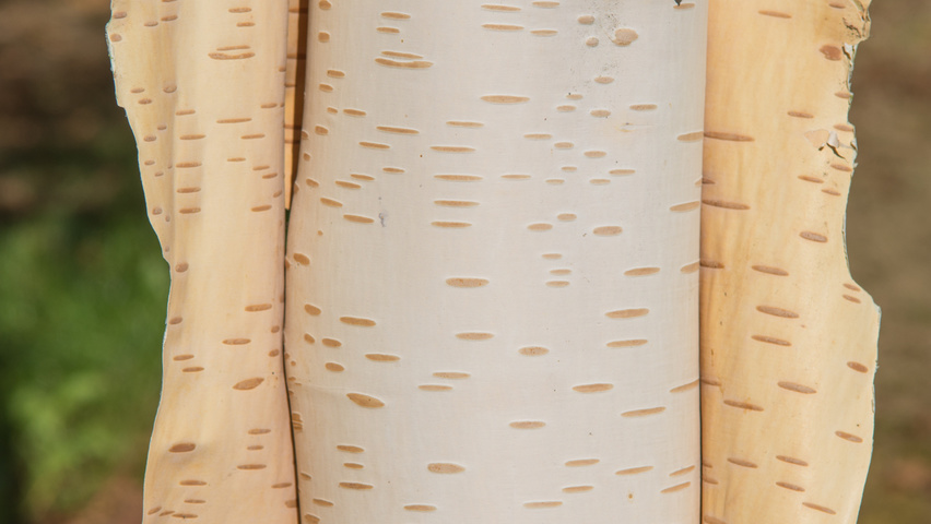 Betula utilis 'Doorenbos' Rinden