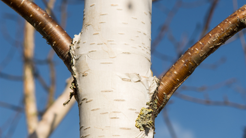 Betula utilis 'Doorenbos' Rinden