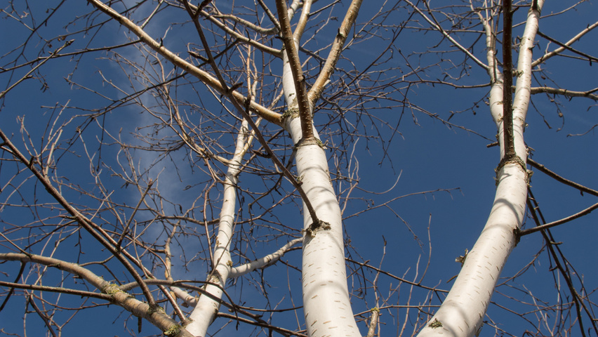 Betula utilis 'Doorenbos' Rinden