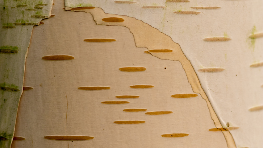 Betula utilis 'Doorenbos' Rinden