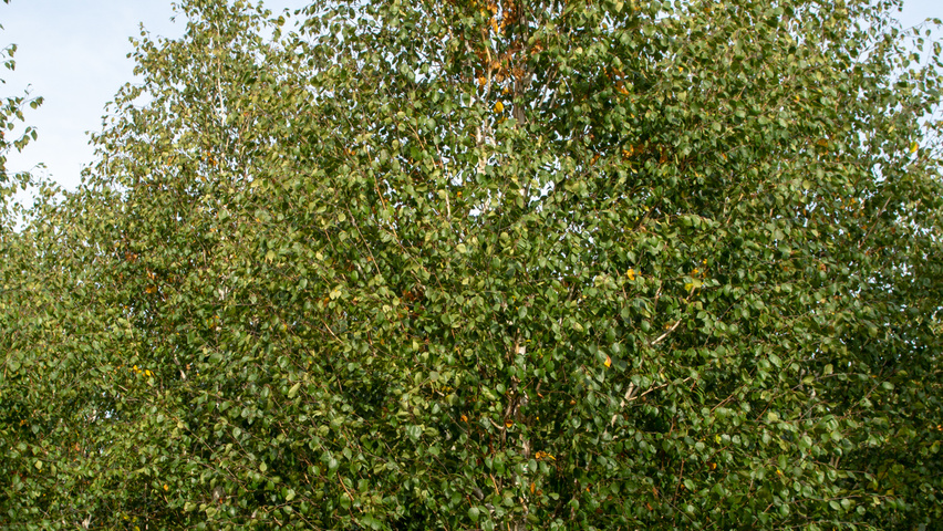 Betula utilis 'Doorenbos' Stammbüsche