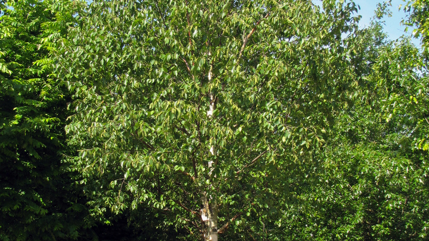 Betula utilis 'Doorenbos' hochstämmig