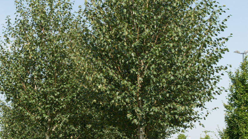 Betula utilis 'Doorenbos' hochstämmig