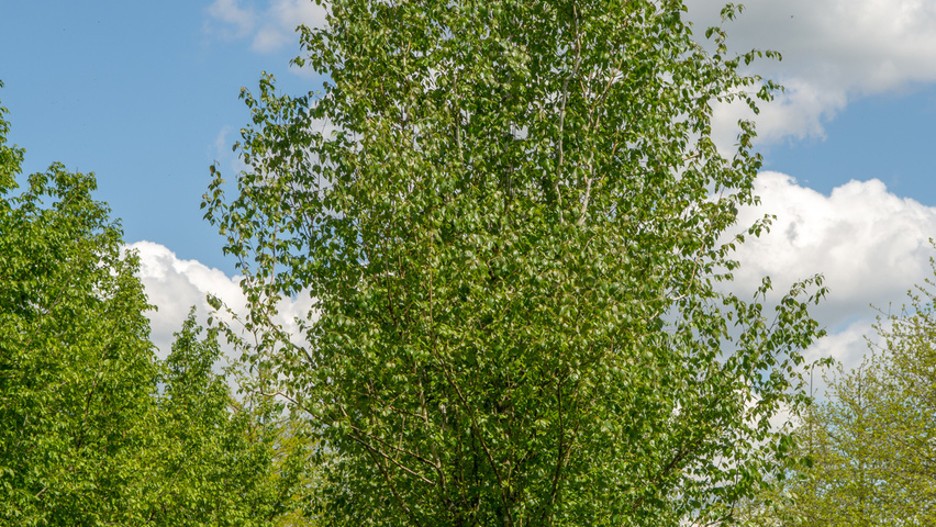 Betula utilis 'Doorenbos' hochstämmig
