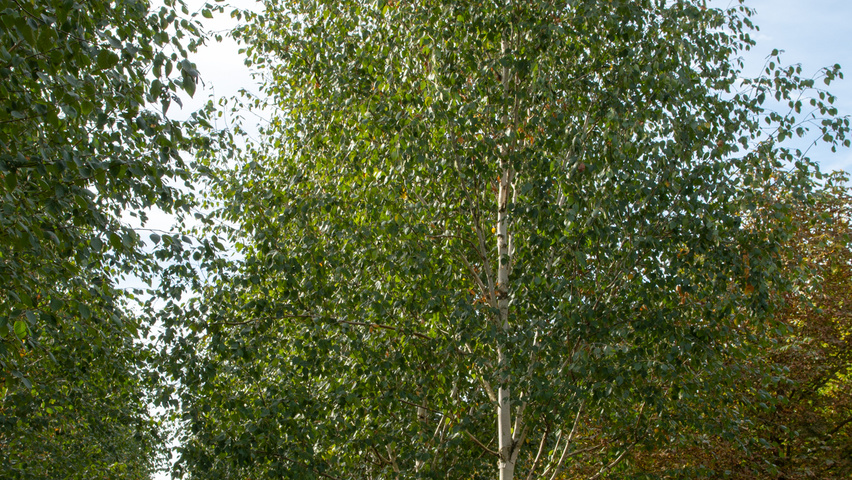 Betula utilis 'Doorenbos' hochstämmig
