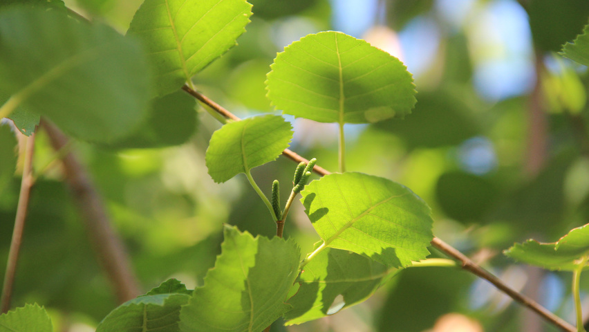 Betula utilis 'Doorenbos' Blatt