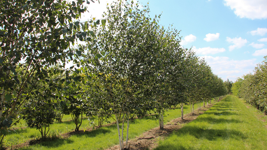 Betula utilis 'Doorenbos' mehrstämmige