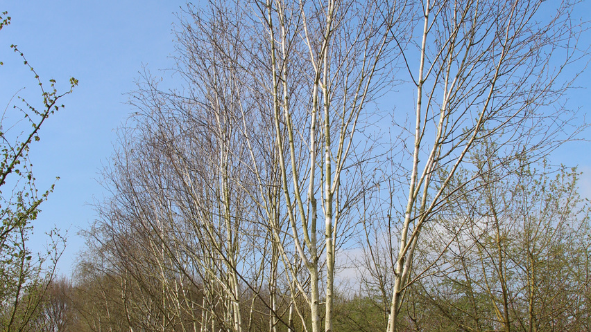 Betula utilis 'Doorenbos' mehrstämmige
