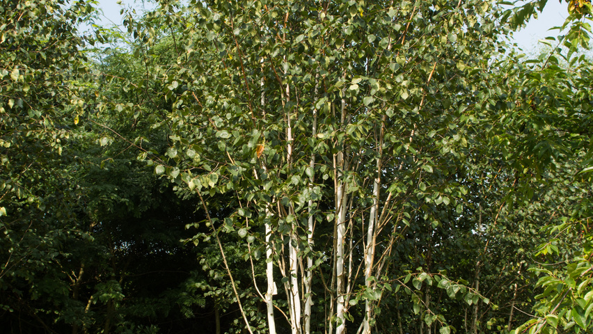 Betula utilis 'Doorenbos' mehrstämmige