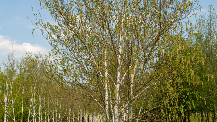 Betula utilis 'Doorenbos' mehrstämmige