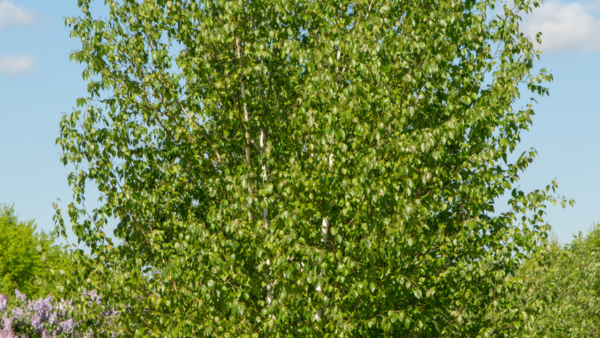Betula utilis 'Doorenbos' mehrstämmige