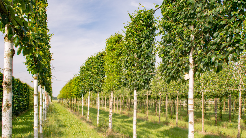 Betula utilis 'Doorenbos' Spalierschirm