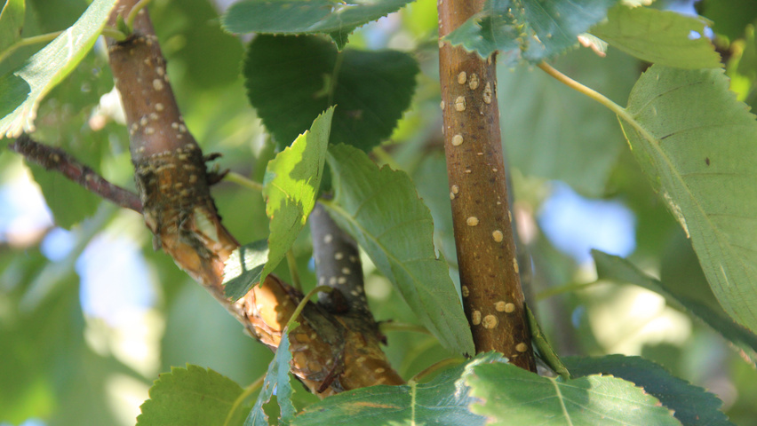 Betula utilis 'Doorenbos' Zweige