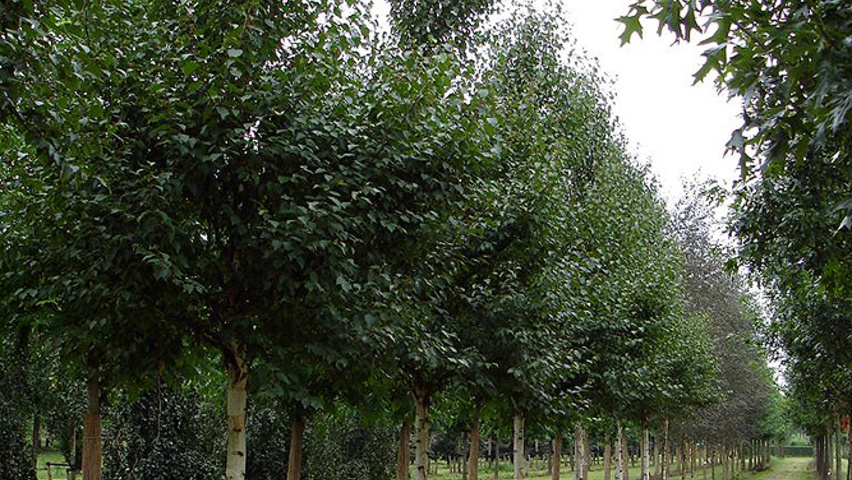 Betula utilis standard tree