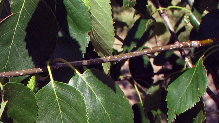 Betula utilis leaves