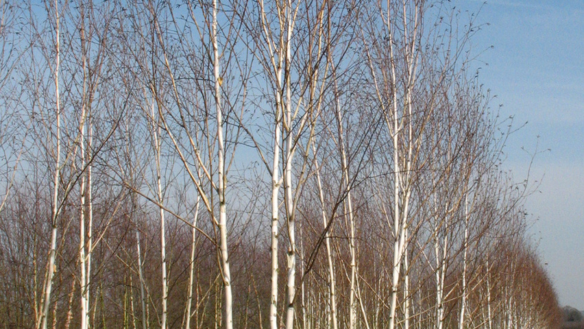 Betula utilis multi-stem