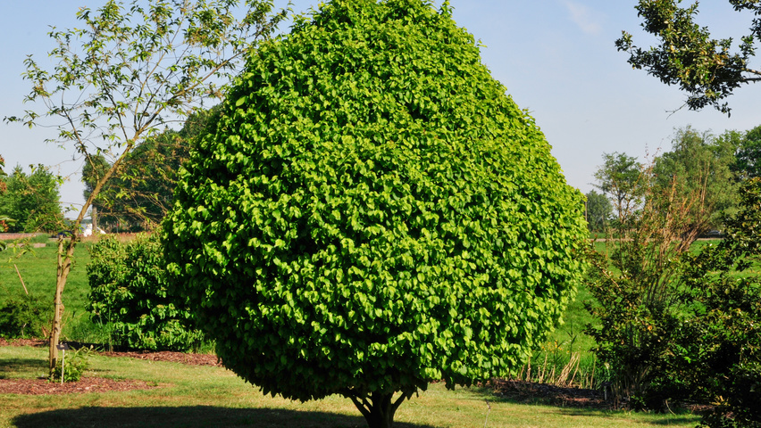 Carpinus betulus 'Columnaris' feathered