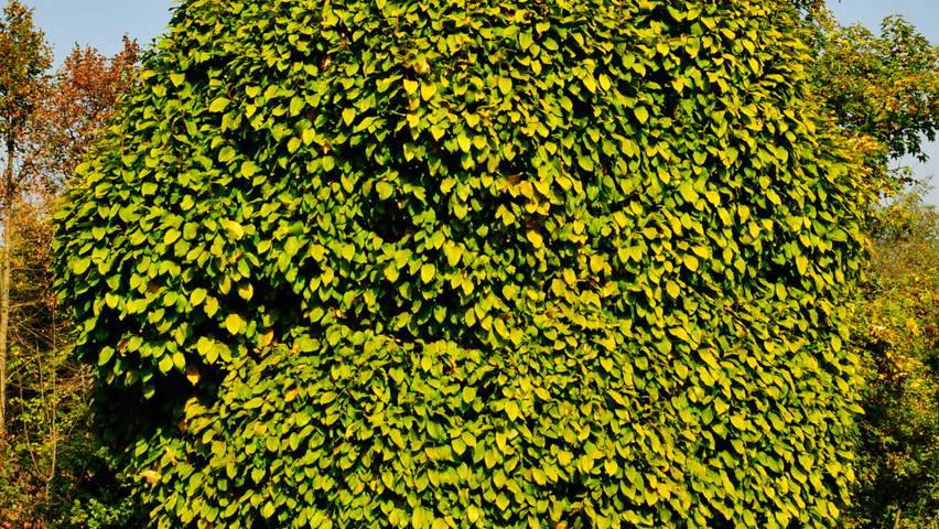 Carpinus betulus 'Columnaris' feathered