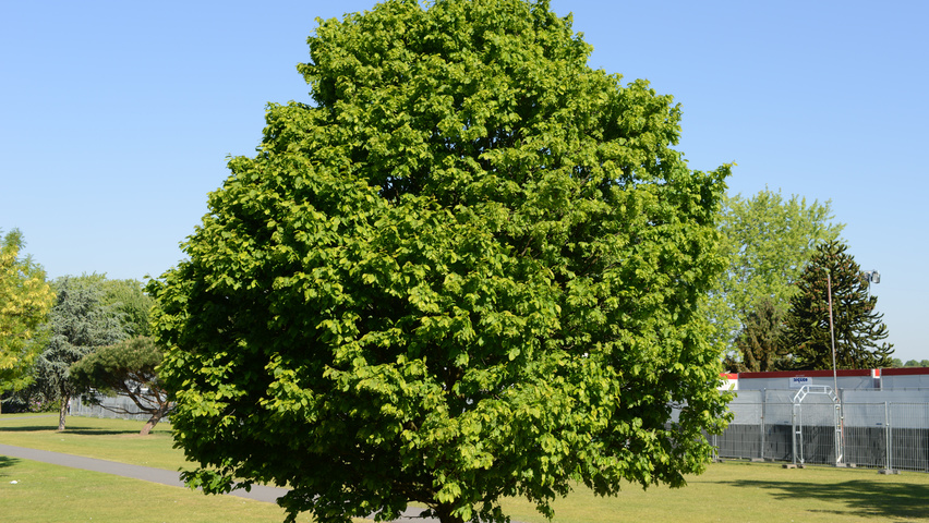 Carpinus betulus 'Columnaris' standard tree