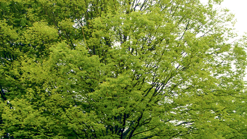 Carpinus betulus 'Columnaris' standard tree