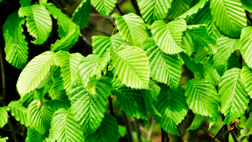 Carpinus betulus 'Columnaris' leaves