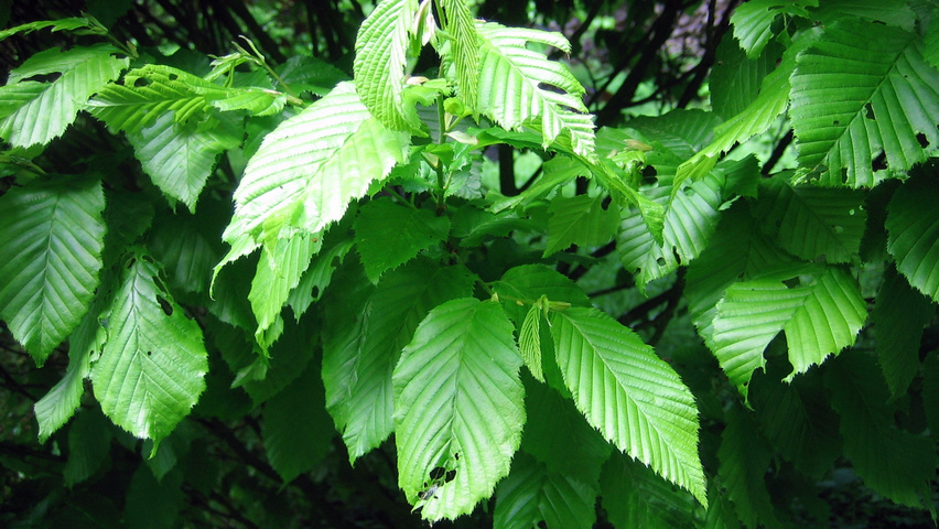 Carpinus betulus 'Columnaris' leaves