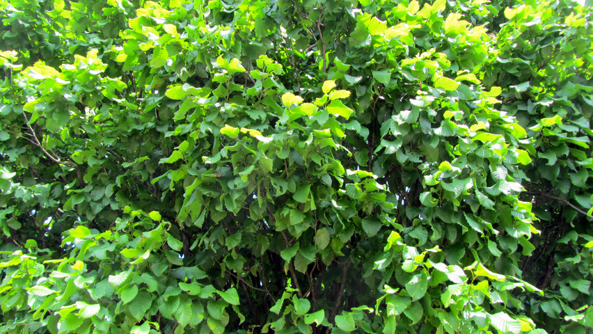 Carpinus betulus 'Columnaris' leaves