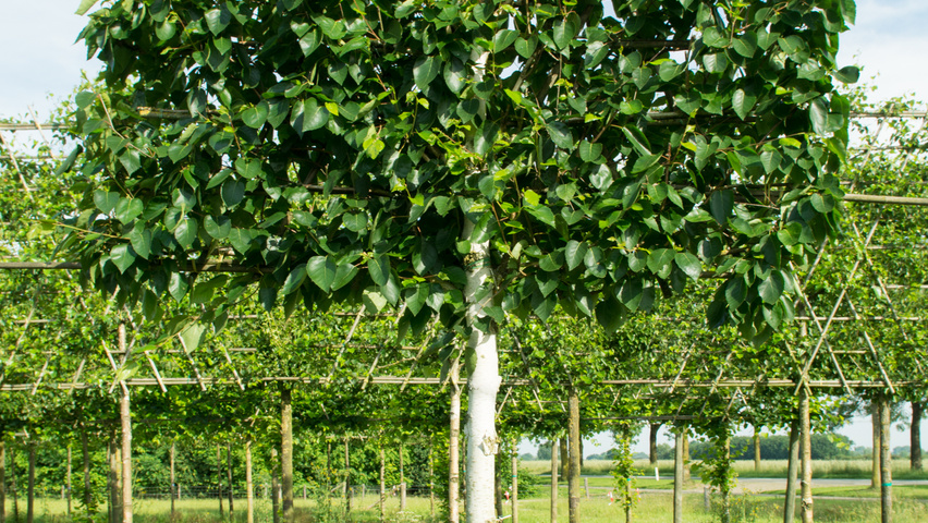 Betula utilis 'Doorenbos' Spalierschirm