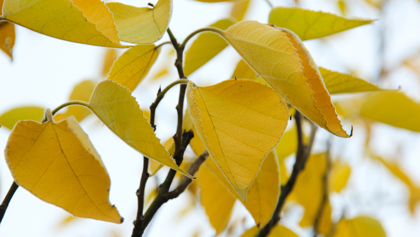 Broussonetia papyrifera liście jesienią