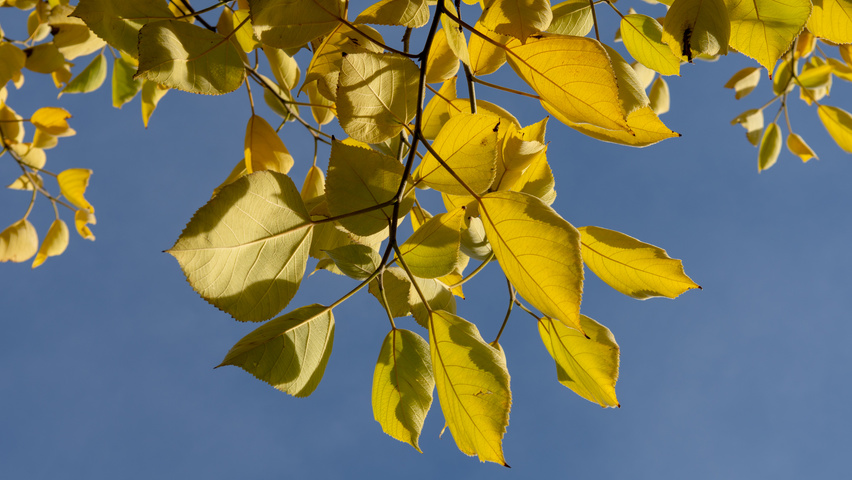 Broussonetia papyrifera liście jesienią