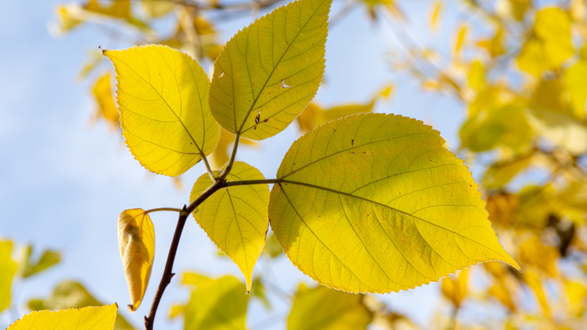 Broussonetia papyrifera liście jesienią
