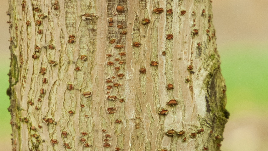 Broussonetia papyrifera kora