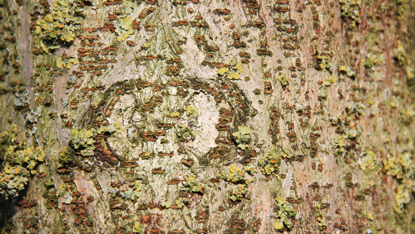 Broussonetia papyrifera kora