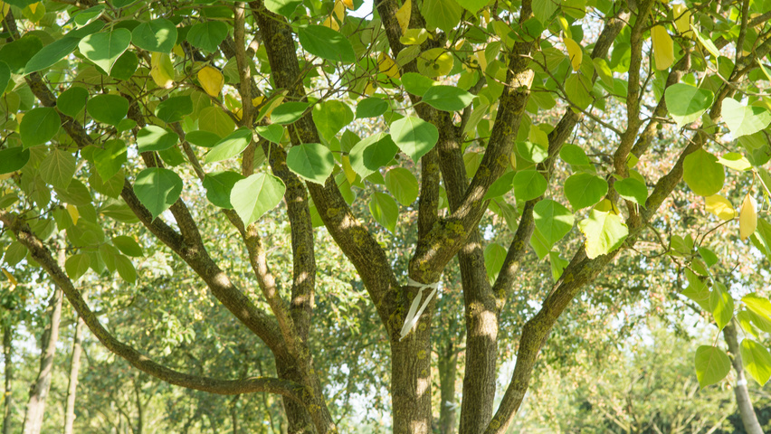 Broussonetia papyrifera kora