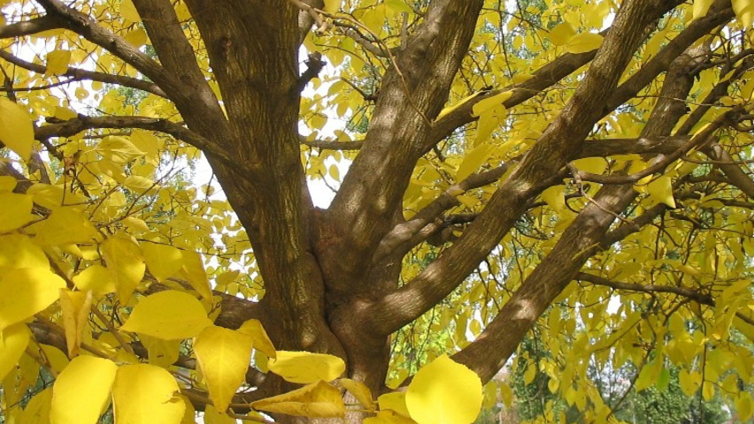 Broussonetia papyrifera kora