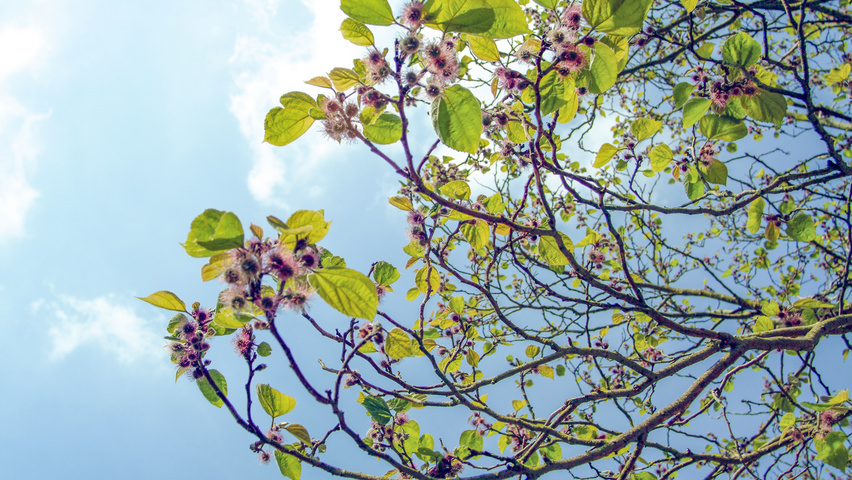 Broussonetia papyrifera kwiaty