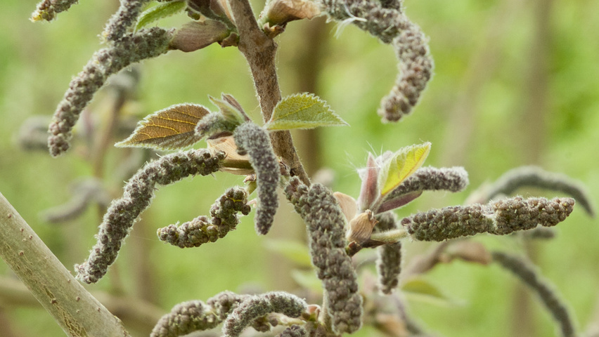 Broussonetia papyrifera kwiaty
