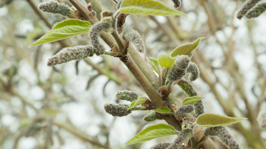 Broussonetia papyrifera kwiaty
